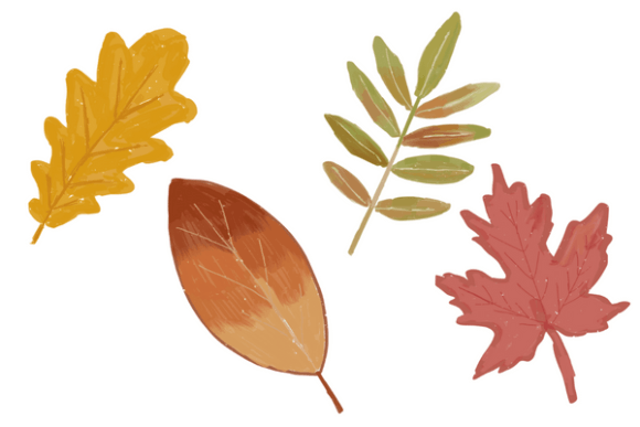 Leaves Watercolor Fall Illustrations: A Designer’s Review for Real Client Projects